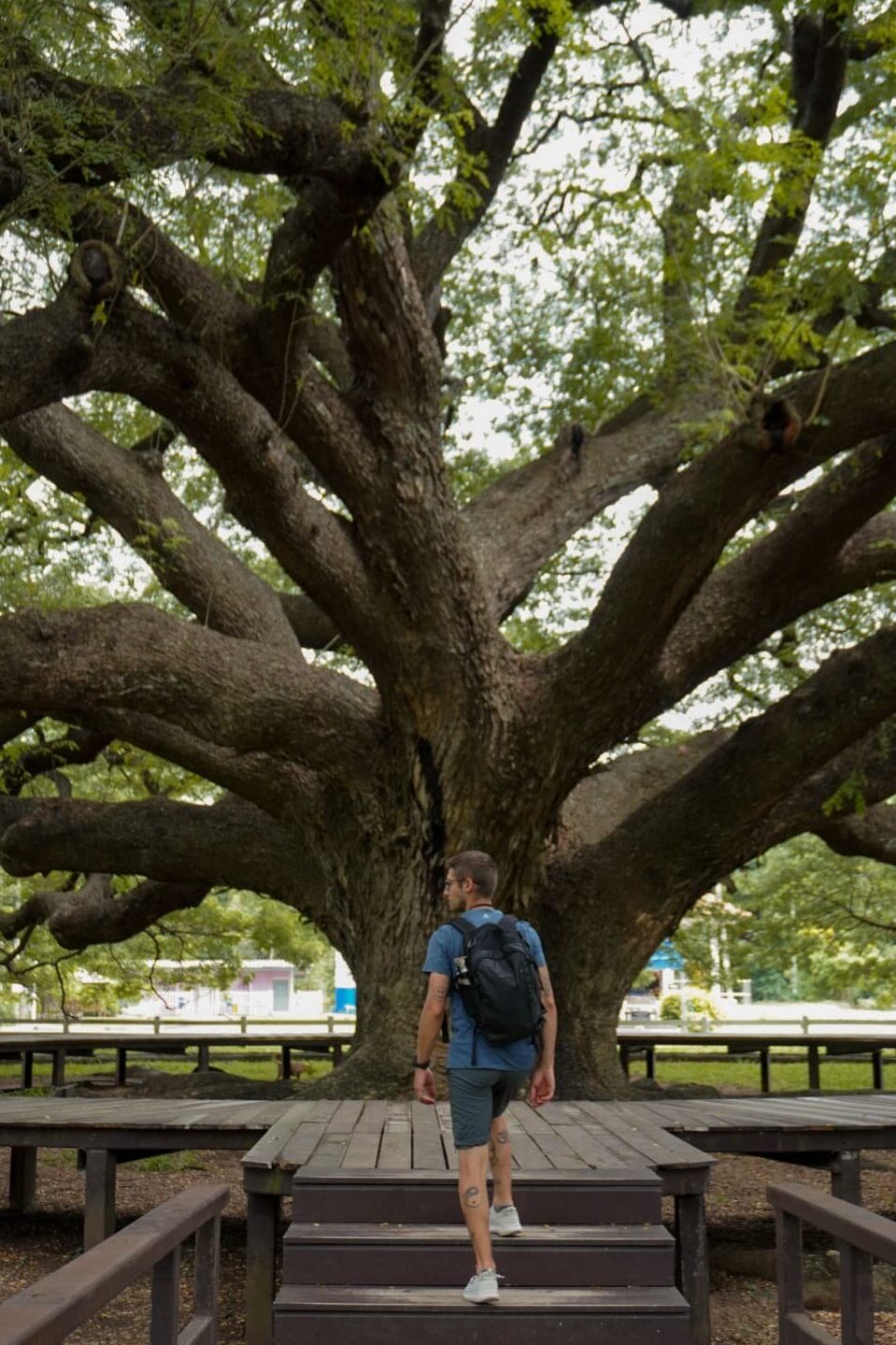 Giant Raintree (Monkey Pod Tree) 