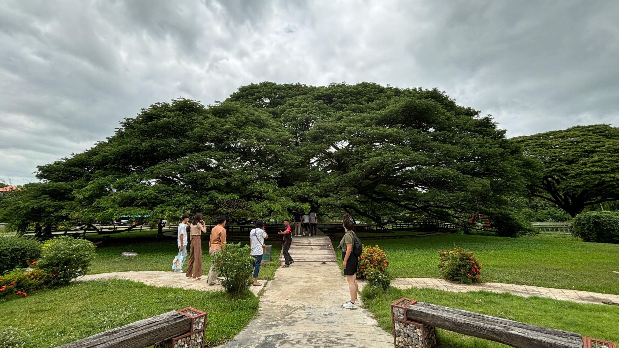 Giant Raintree (Monkey Pod Tree) 