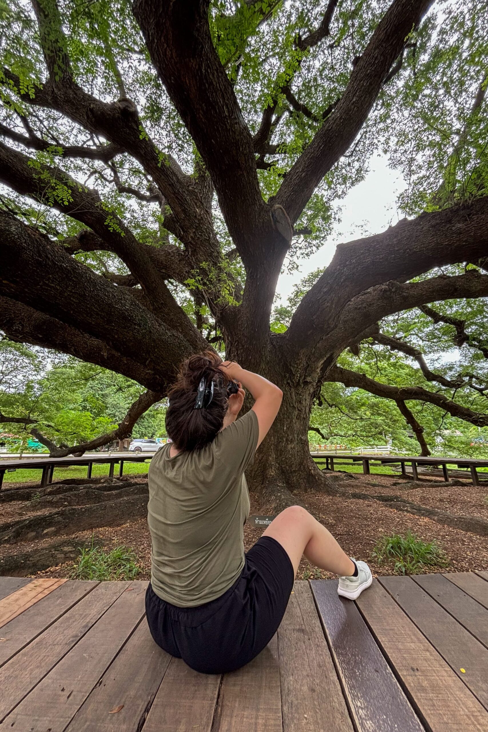 Giant Raintree (Monkey Pod Tree) 